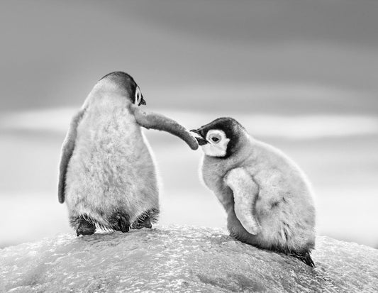 A Helping Hand-Photographic Print-David Yarrow-Sorrel Sky Gallery