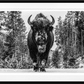 A WALK IN THE WOODS-Photographic Print-David Yarrow-Sorrel Sky Gallery
