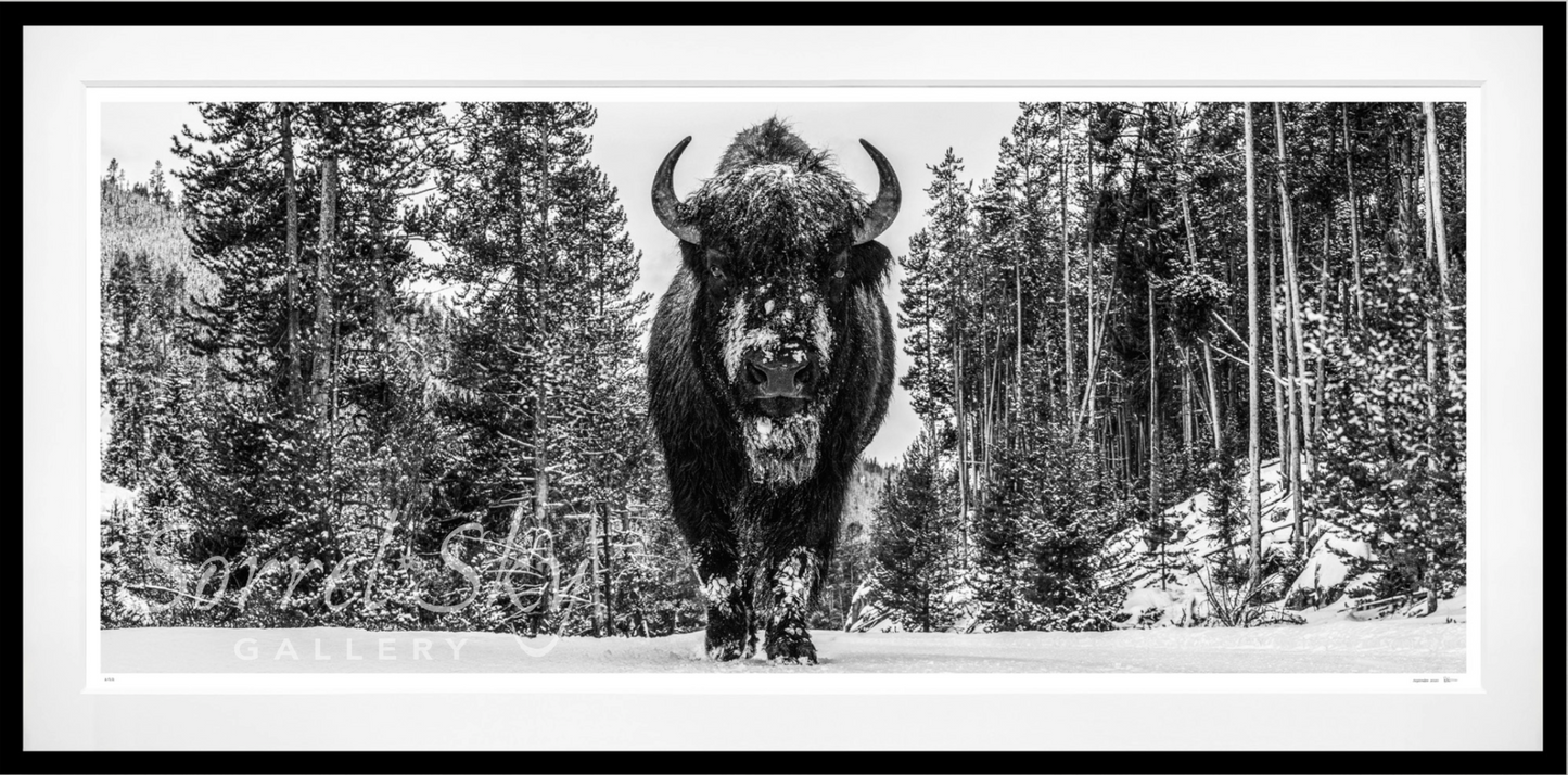 A WALK IN THE WOODS-Photographic Print-David Yarrow-Sorrel Sky Gallery