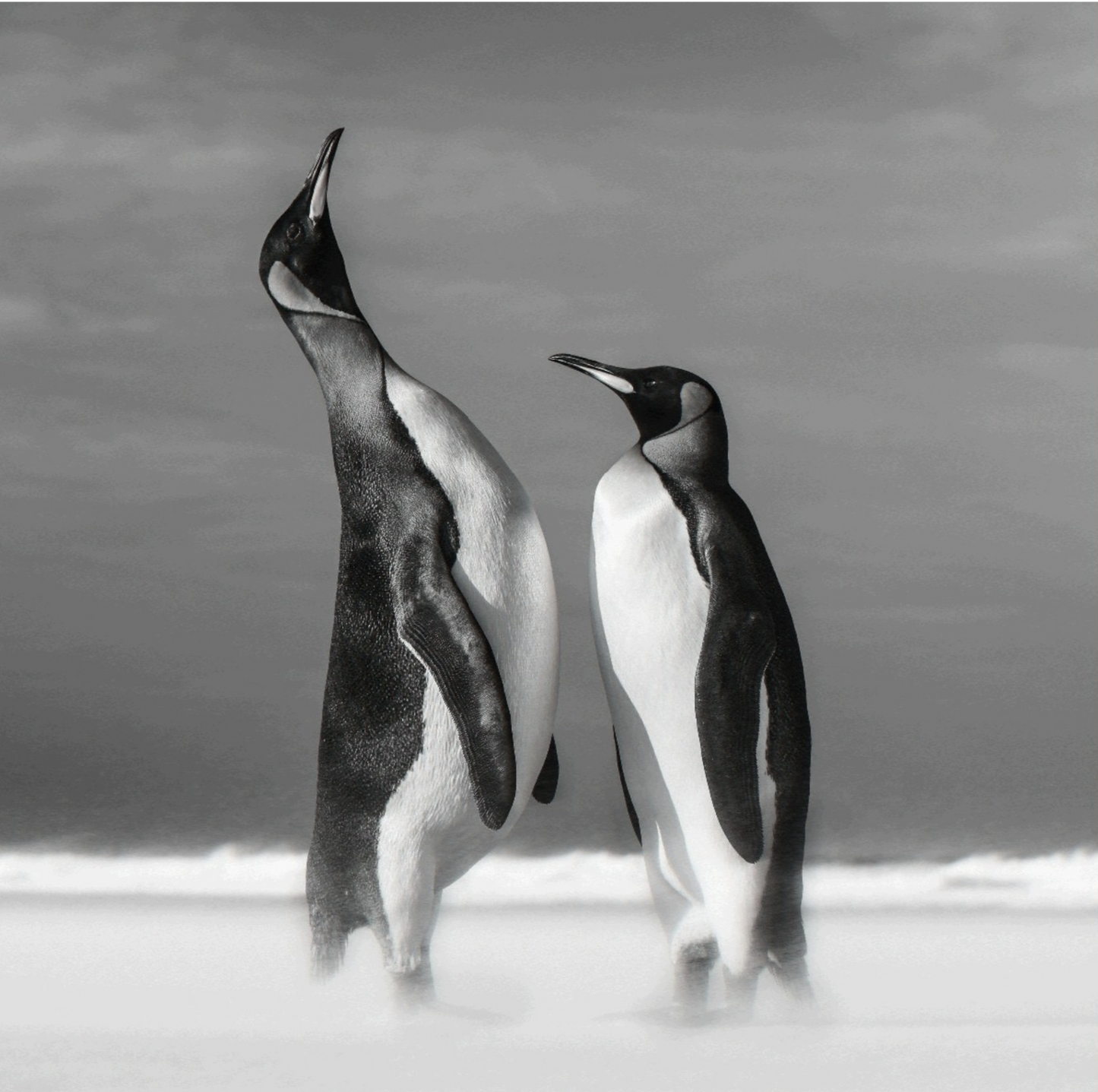 ALL YOU NEED IS LOVE-Photographic Print-David Yarrow-Sorrel Sky Gallery