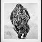 AMERICAN PRIMEVAL (Black & White)-Photographic Print-David Yarrow-Sorrel Sky Gallery