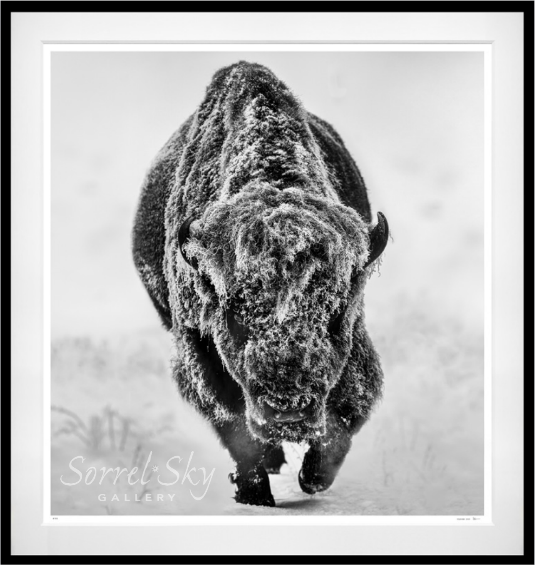 AMERICAN PRIMEVAL (Black & White)-Photographic Print-David Yarrow-Sorrel Sky Gallery