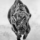 AMERICAN PRIMEVAL (Black & White)-Photographic Print-David Yarrow-Sorrel Sky Gallery