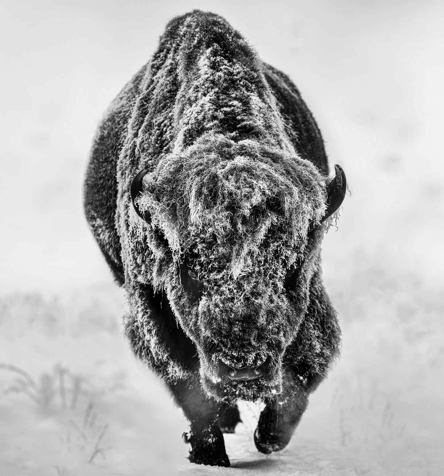 AMERICAN PRIMEVAL (Black & White)-Photographic Print-David Yarrow-Sorrel Sky Gallery