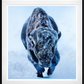 AMERICAN PRIMEVAL (COLOUR)-Photographic Print-David Yarrow-Sorrel Sky Gallery