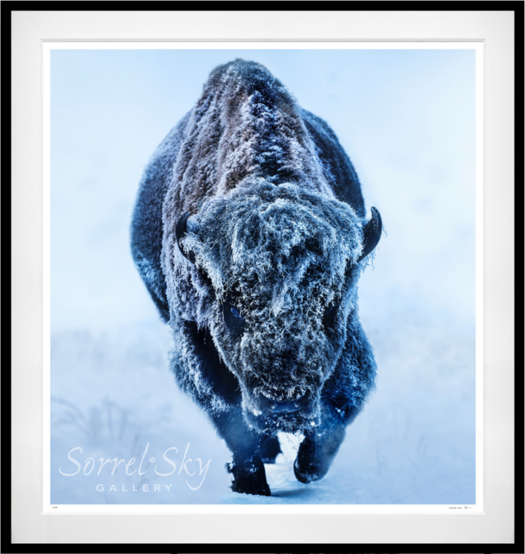 AMERICAN PRIMEVAL (COLOUR)-Photographic Print-David Yarrow-Sorrel Sky Gallery