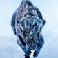 AMERICAN PRIMEVAL (COLOUR)-Photographic Print-David Yarrow-Sorrel Sky Gallery