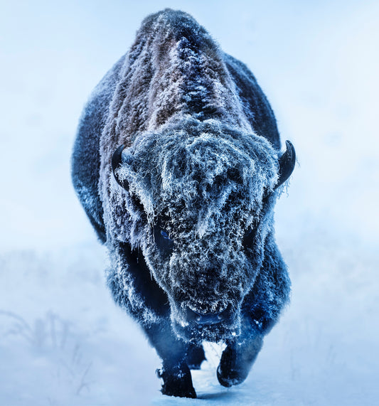 AMERICAN PRIMEVAL (COLOUR)-Photographic Print-David Yarrow-Sorrel Sky Gallery