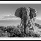 Africa 2-Photographic Print-David Yarrow-Sorrel Sky Gallery