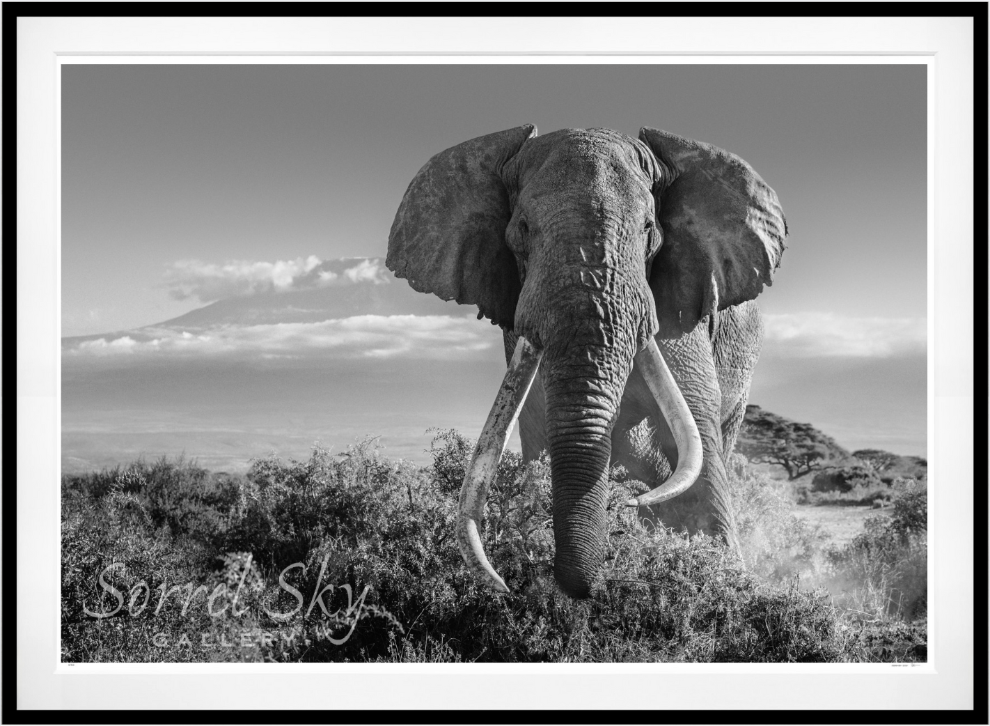 Africa 2-Photographic Print-David Yarrow-Sorrel Sky Gallery