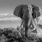 Africa 2-Photographic Print-David Yarrow-Sorrel Sky Gallery