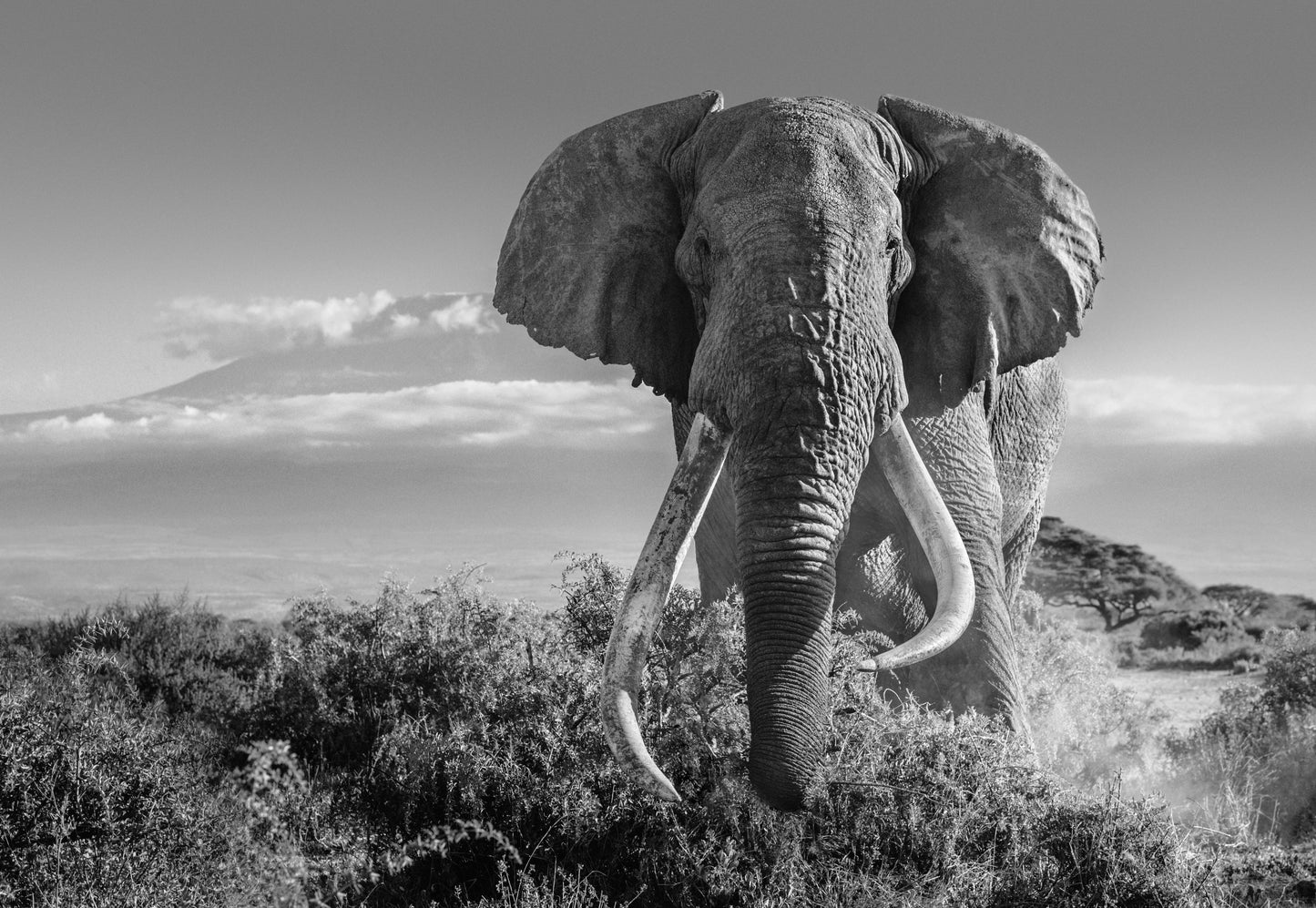 Africa 2-Photographic Print-David Yarrow-Sorrel Sky Gallery