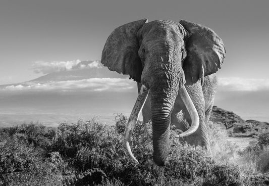 Africa 2-Photographic Print-David Yarrow-Sorrel Sky Gallery