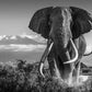 Africa-Photographic Print-David Yarrow-Sorrel Sky Gallery