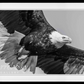 American Eagle-Photographic Print-David Yarrow-Sorrel Sky Gallery