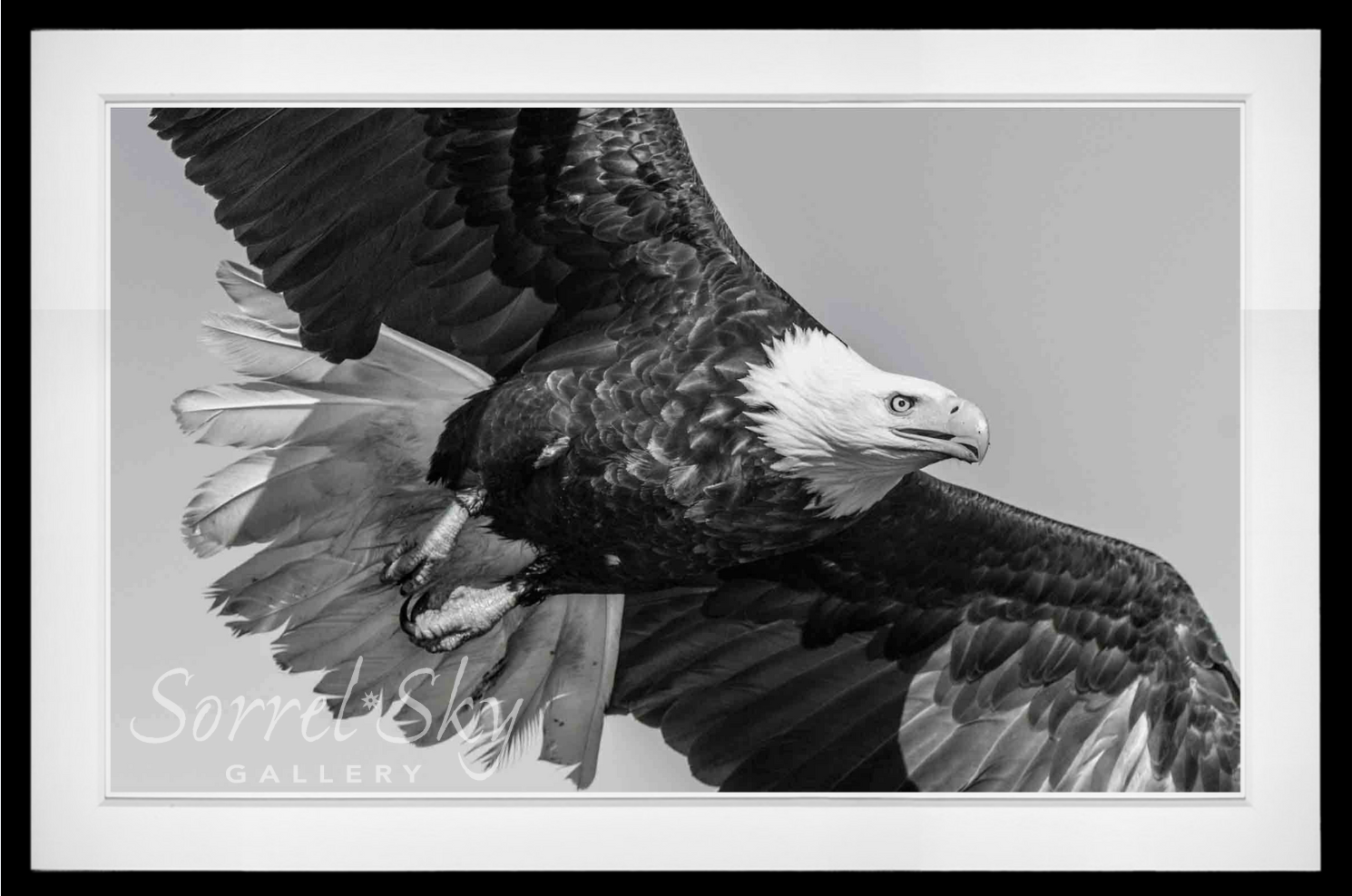 American Eagle-Photographic Print-David Yarrow-Sorrel Sky Gallery