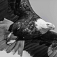 American Eagle-Photographic Print-David Yarrow-Sorrel Sky Gallery