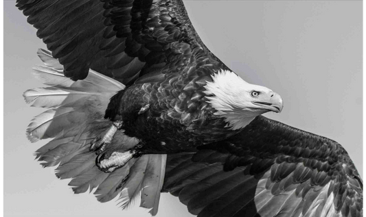 American Eagle-Photographic Print-David Yarrow-Sorrel Sky Gallery