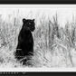 BAGHEERA-Photographic Print-David Yarrow-Sorrel Sky Gallery