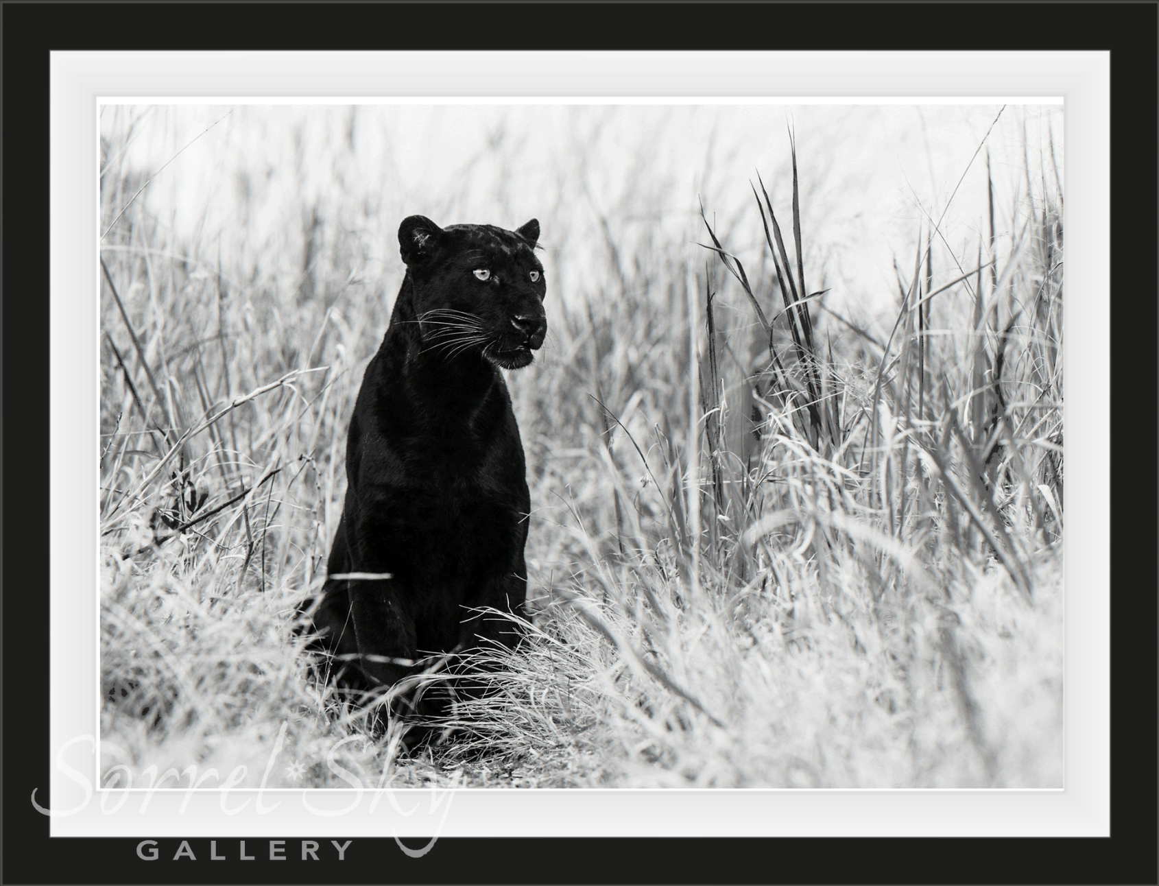 BAGHEERA-Photographic Print-David Yarrow-Sorrel Sky Gallery