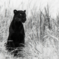 BAGHEERA-Photographic Print-David Yarrow-Sorrel Sky Gallery