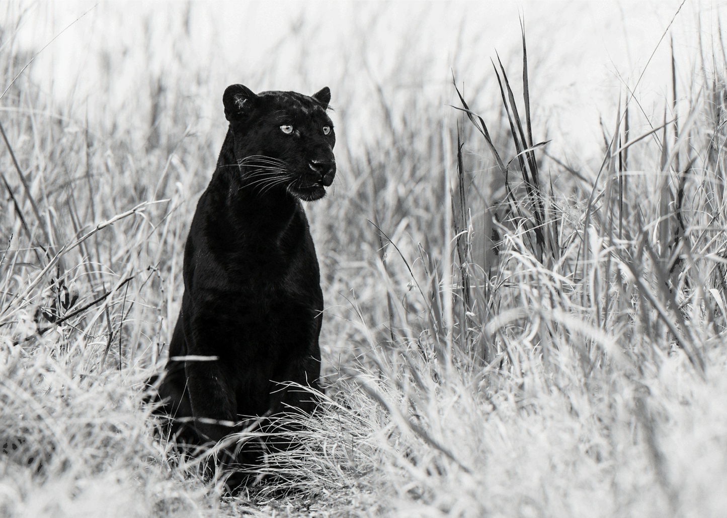 BAGHEERA-Photographic Print-David Yarrow-Sorrel Sky Gallery