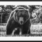 BEWARE OF THE BEAR-Photographic Print-David Yarrow-Sorrel Sky Gallery