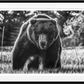 BEWARE OF THE BEAR