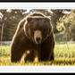 BEWARE OF THE BEAR (Colour)-Photographic Print-David Yarrow-Sorrel Sky Gallery