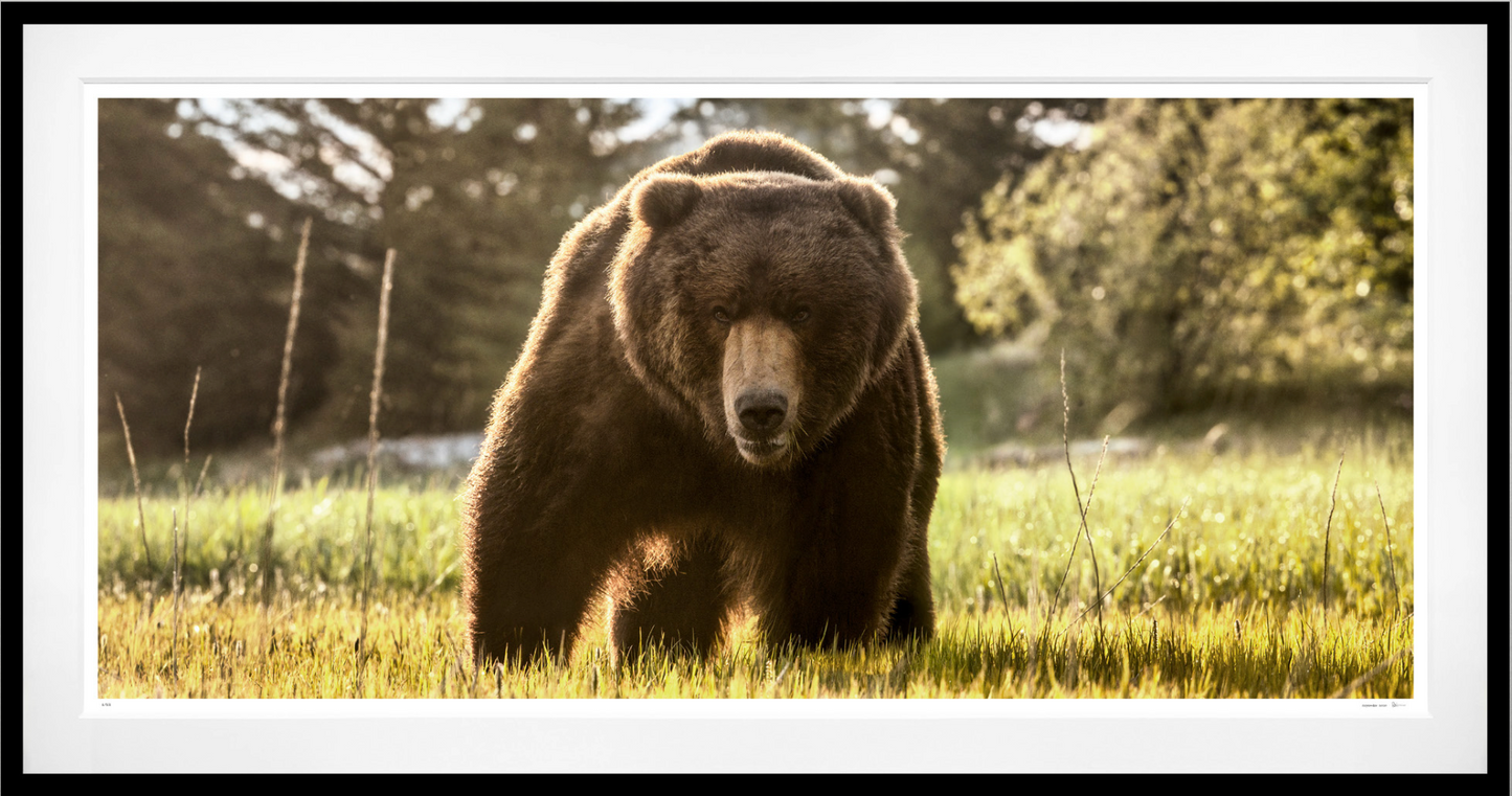 BEWARE OF THE BEAR (Colour)-Photographic Print-David Yarrow-Sorrel Sky Gallery