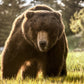 BEWARE OF THE BEAR (Colour)-Photographic Print-David Yarrow-Sorrel Sky Gallery