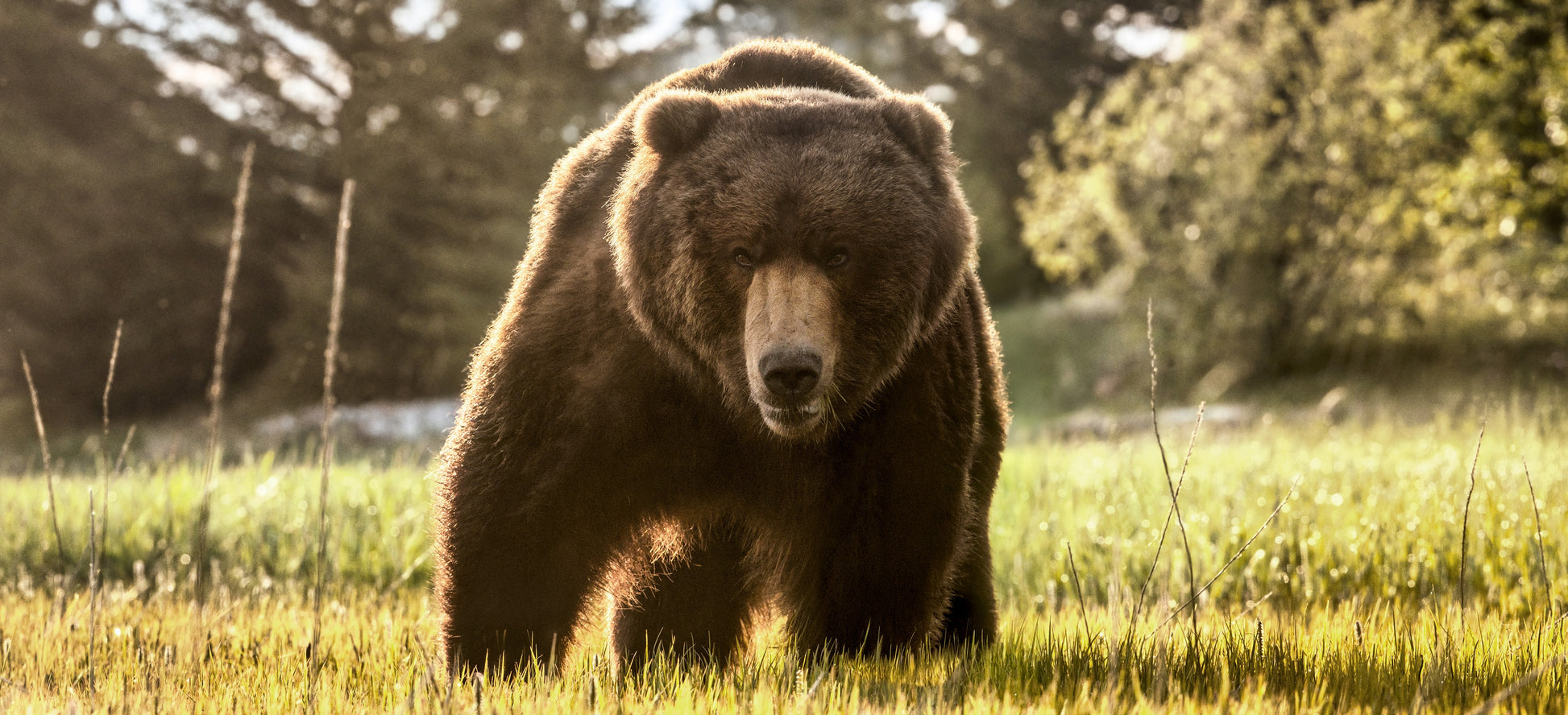 BEWARE OF THE BEAR (Colour)-Photographic Print-David Yarrow-Sorrel Sky Gallery