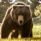 BEWARE OF THE BEAR (Colour)-Photographic Print-David Yarrow-Sorrel Sky Gallery