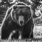 BEWARE OF THE BEAR-Photographic Print-David Yarrow-Sorrel Sky Gallery