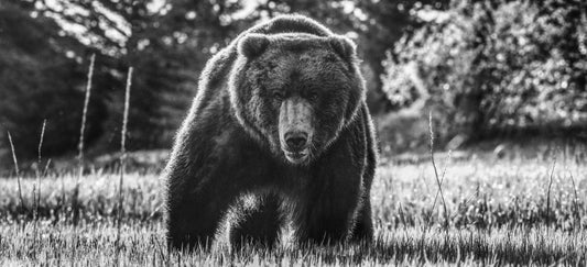 BEWARE OF THE BEAR-Photographic Print-David Yarrow-Sorrel Sky Gallery