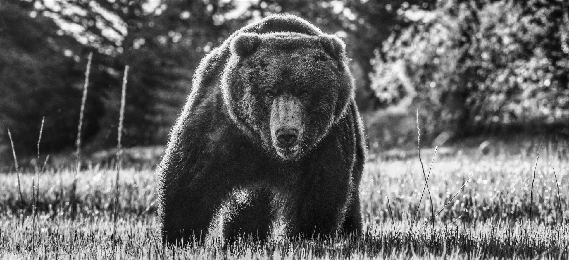 BEWARE OF THE BEAR-Photographic Print-David Yarrow-Sorrel Sky Gallery