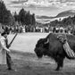 BISON DECHAMBEAU-Photographic Print-David Yarrow-Sorrel Sky Gallery