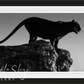 BLACK CAT-Photographic Print-David Yarrow-Sorrel Sky Gallery