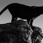 BLACK CAT-Photographic Print-David Yarrow-Sorrel Sky Gallery