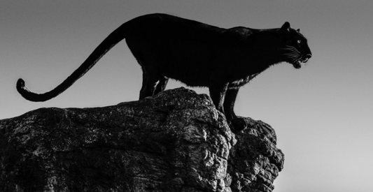 BLACK CAT-Photographic Print-David Yarrow-Sorrel Sky Gallery
