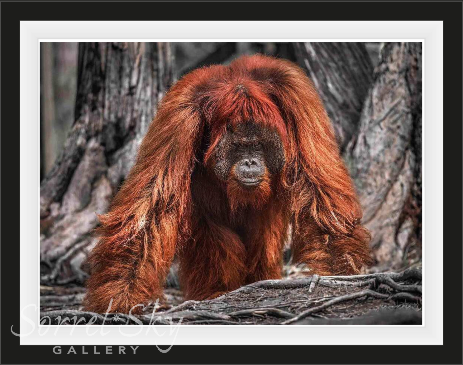 BURNING DOWN THE HOUSE-Photographic Print-David Yarrow-Sorrel Sky Gallery