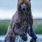 Backcountry - Colour-Photographic Print-David Yarrow-Sorrel Sky Gallery