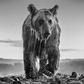 Bear Island-Photographic Print-David Yarrow-Sorrel Sky Gallery