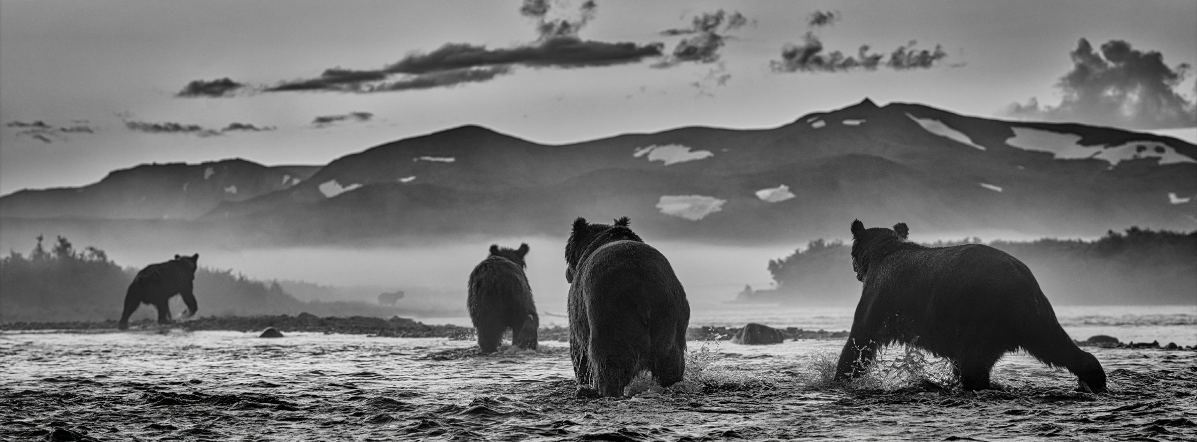 Bear Market | David Yarrow | Sorrel Sky Gallery