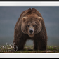 Bearish (Colour)-Photographic Print-David Yarrow-Sorrel Sky Gallery