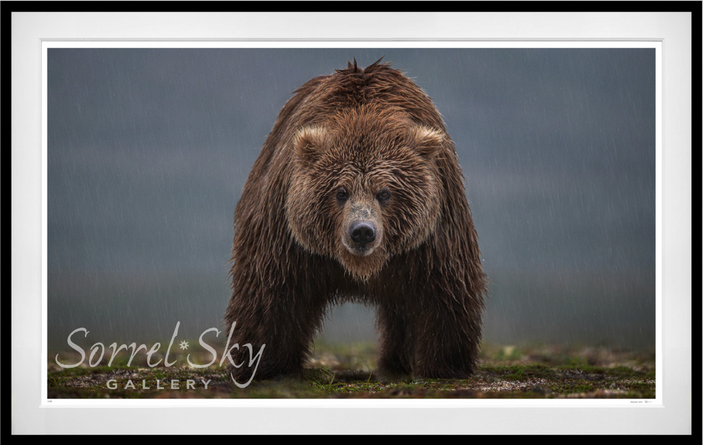 Bearish (Colour)-Photographic Print-David Yarrow-Sorrel Sky Gallery