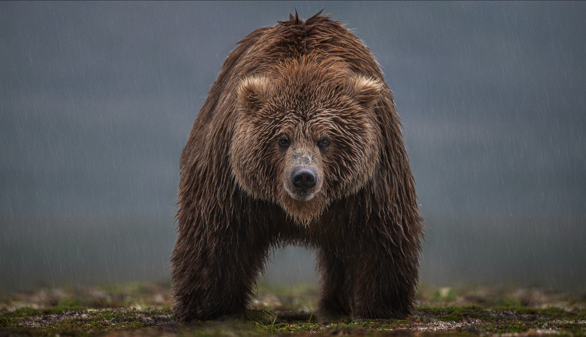 Bearish (Colour)-Photographic Print-David Yarrow-Sorrel Sky Gallery