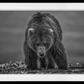 Bearish III-Photographic Print-David Yarrow-Sorrel Sky Gallery