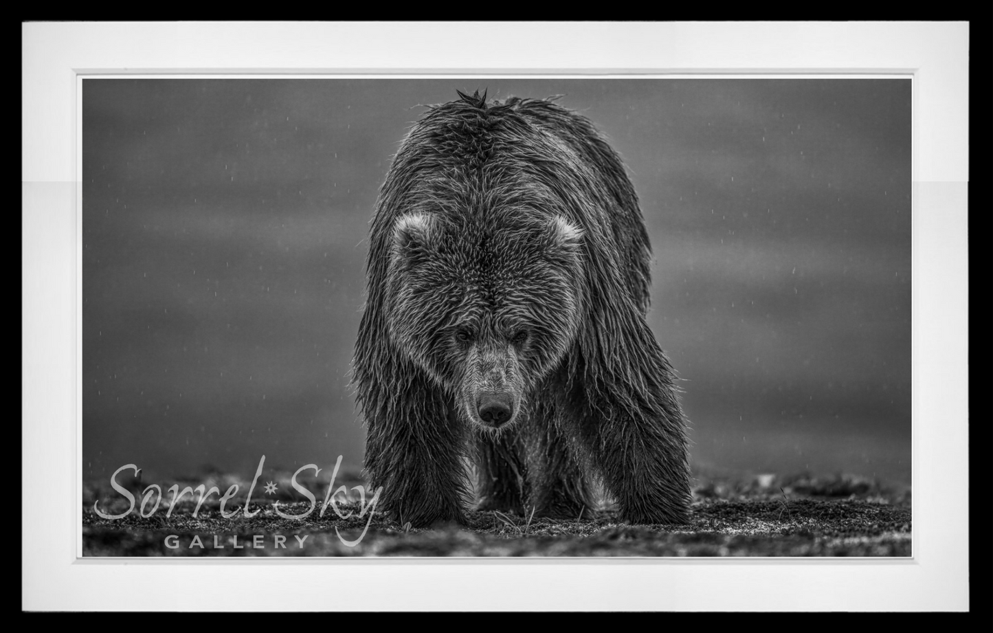 Bearish III-Photographic Print-David Yarrow-Sorrel Sky Gallery