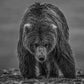 Bearish III-Photographic Print-David Yarrow-Sorrel Sky Gallery